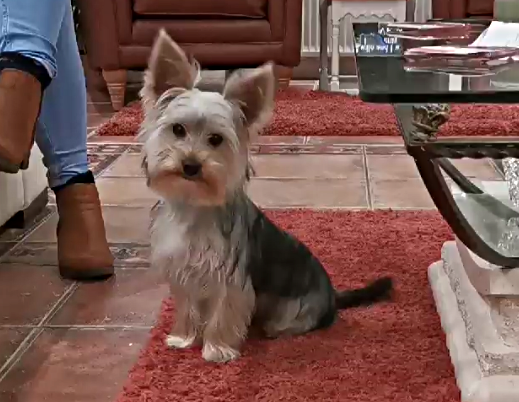 dog-cropped-1.png